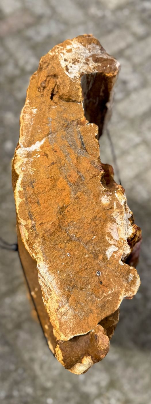 Grafsteen versteend hout 60209 - Afbeelding 2