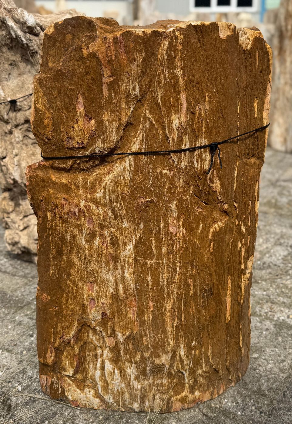 Grafsteen versteend hout 60209 - Afbeelding 4