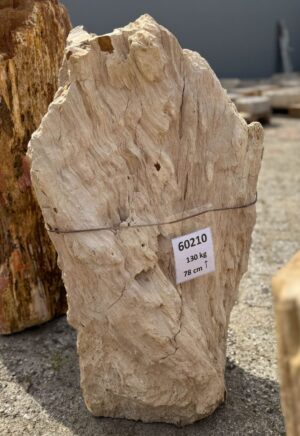 Grafsteen versteend hout 60210