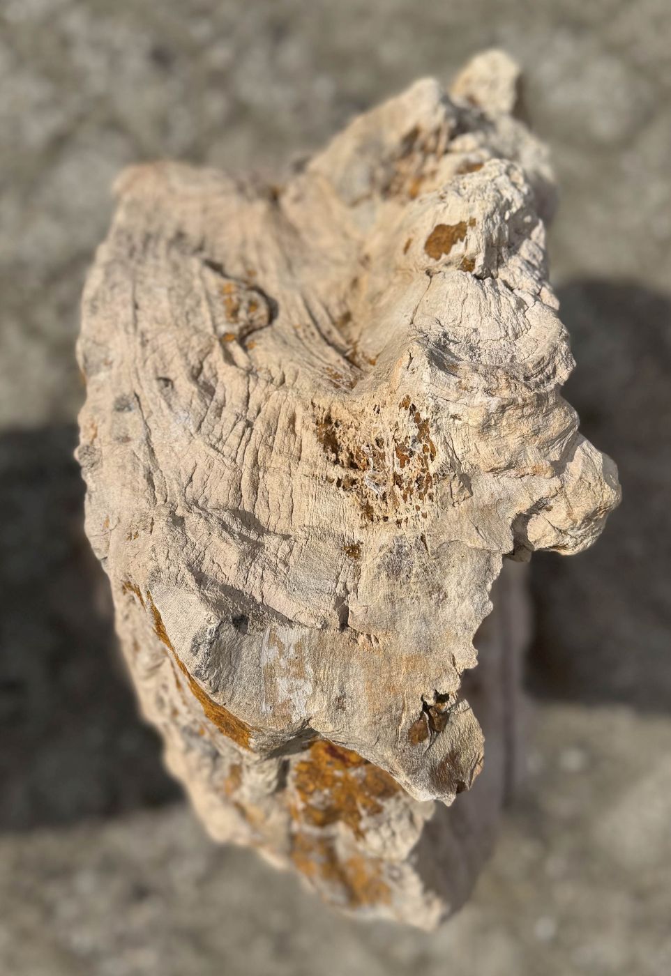 Grafsteen versteend hout 60210 - Afbeelding 2