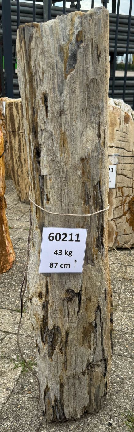 Grafsteen versteend hout 60211