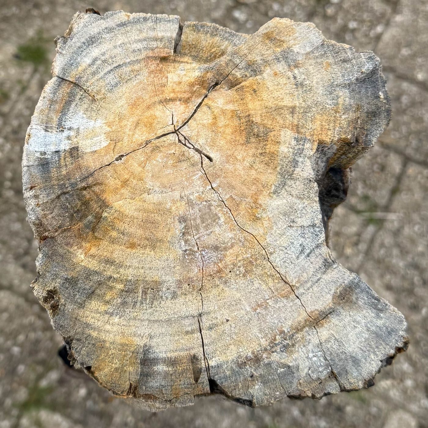 Grafsteen versteend hout 60211 - Afbeelding 2