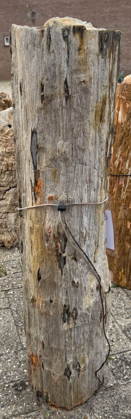 Grafsteen versteend hout 60211 - Afbeelding 3