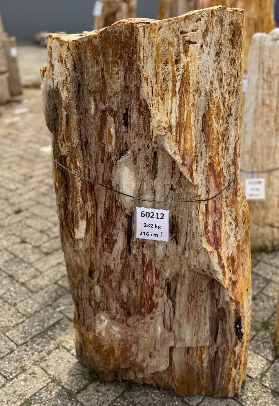 Grafsteen versteend hout 60212