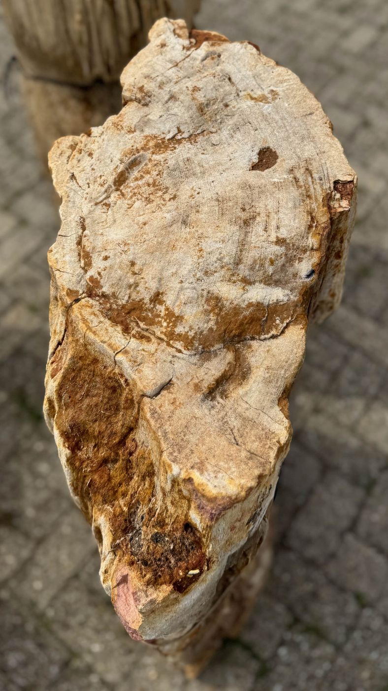 Grafsteen versteend hout 60212 - Afbeelding 2