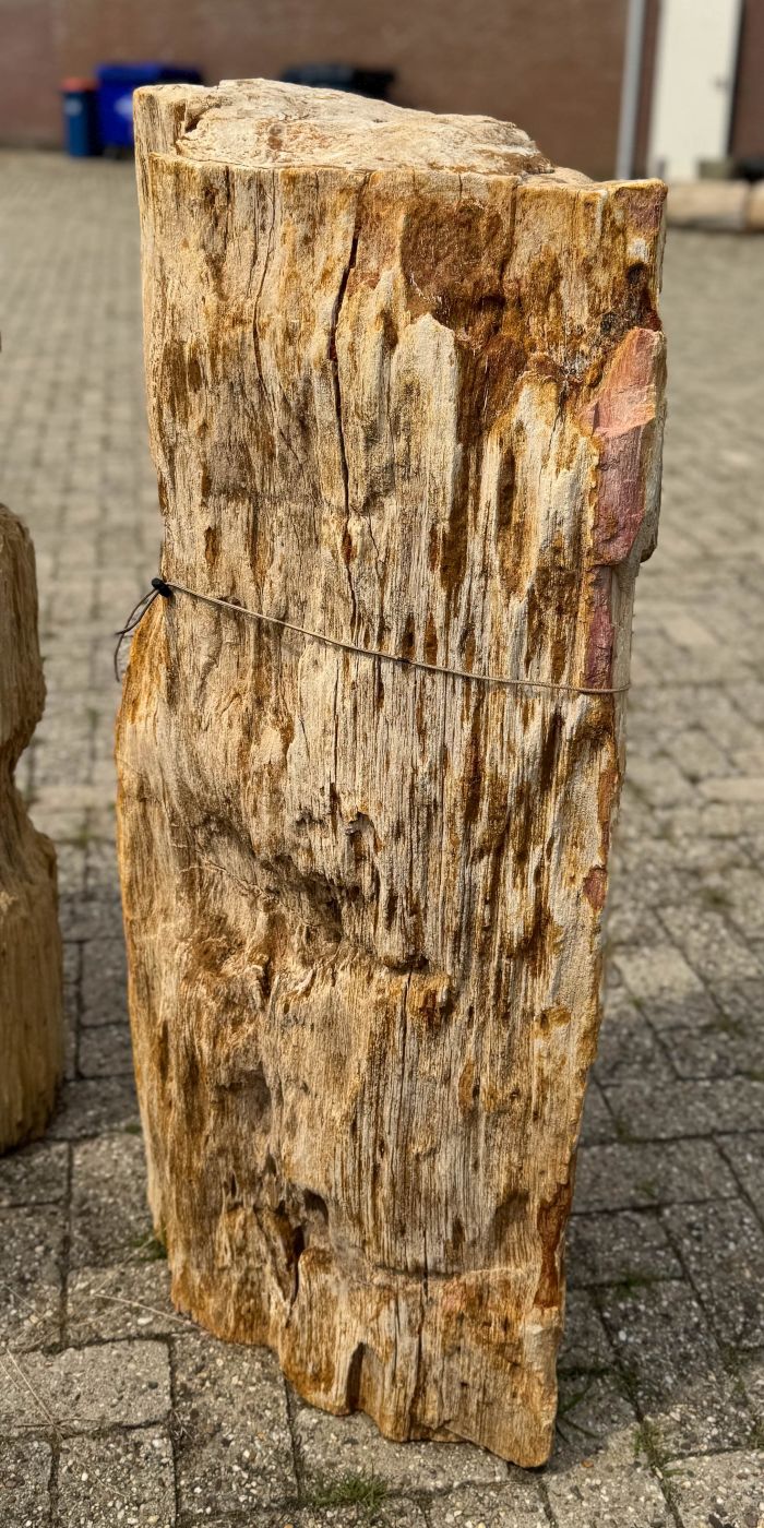 Grafsteen versteend hout 60212 - Afbeelding 3