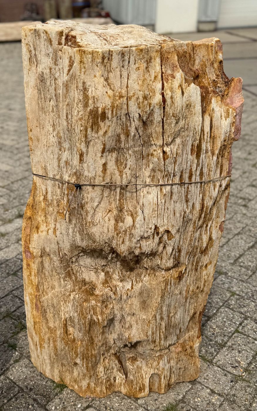 Grafsteen versteend hout 60212 - Afbeelding 4