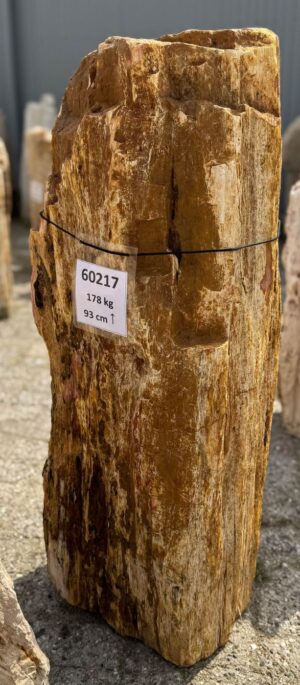 Grafsteen versteend hout 60217