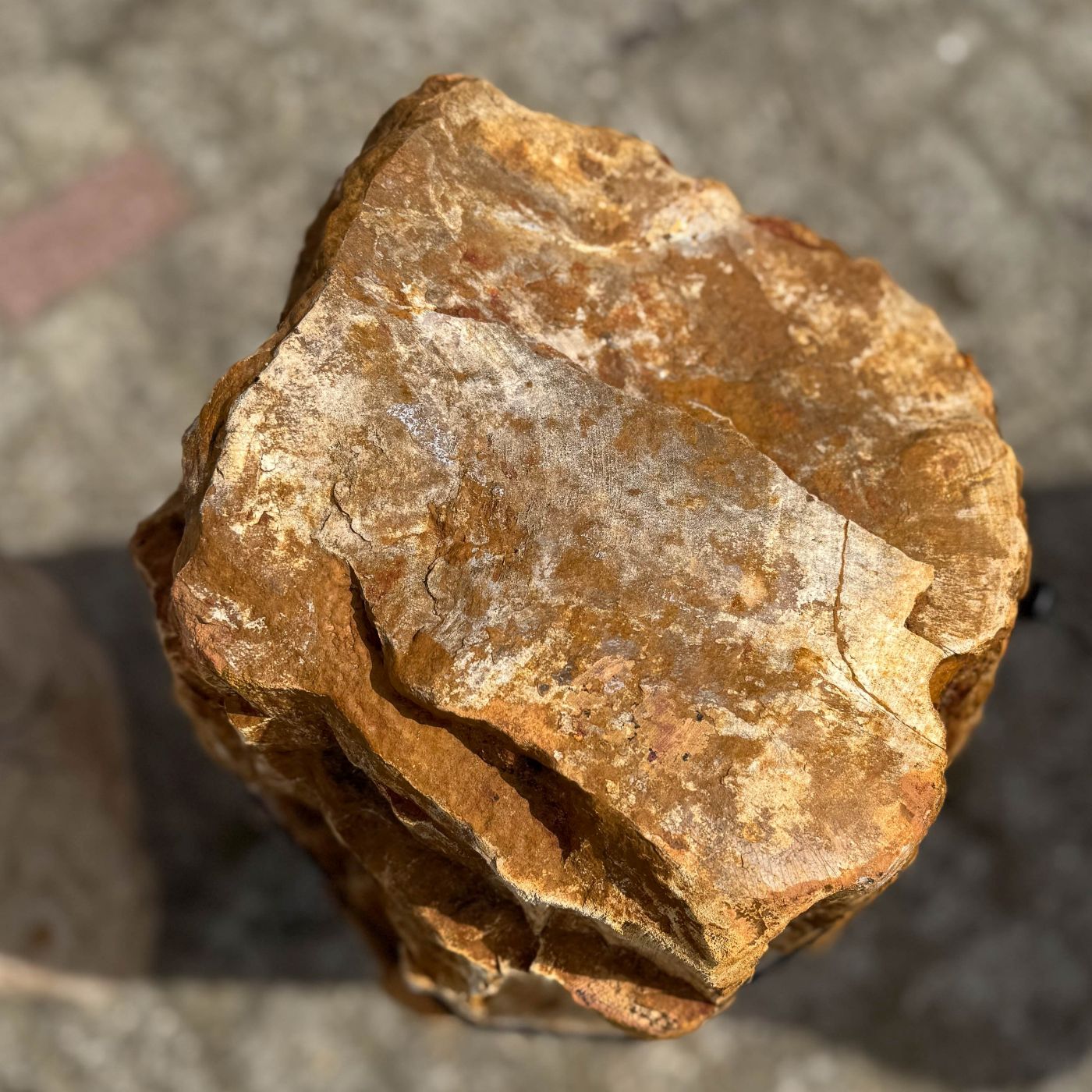 Grafsteen versteend hout 60217 - Afbeelding 2