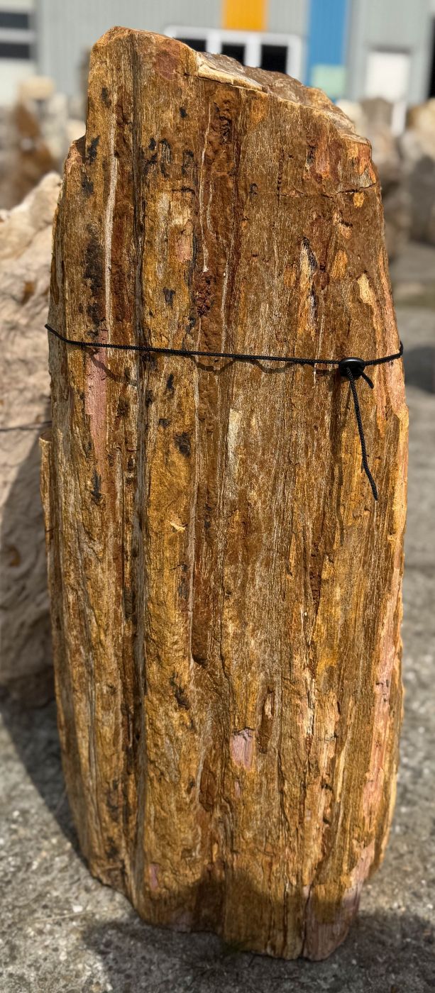 Grafsteen versteend hout 60217 - Afbeelding 3