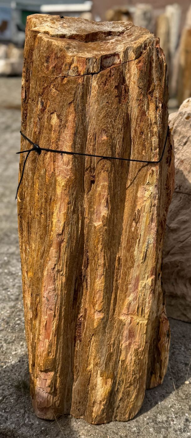 Grafsteen versteend hout 60217 - Afbeelding 4