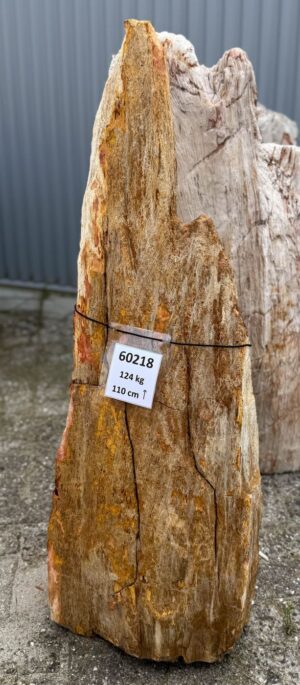 Grafsteen versteend hout 60218