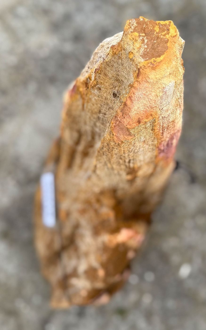 Grafsteen versteend hout 60218 - Afbeelding 2