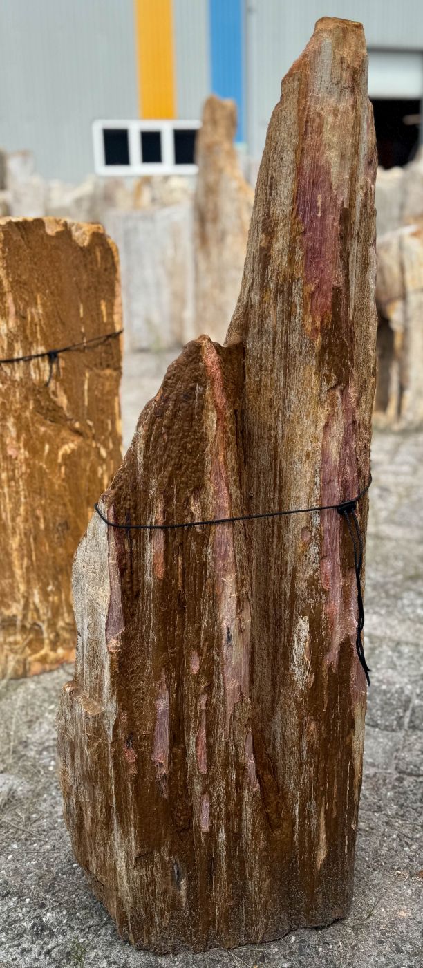 Grafsteen versteend hout 60218 - Afbeelding 3