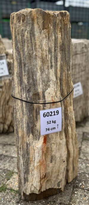 Grafsteen versteend hout 60219