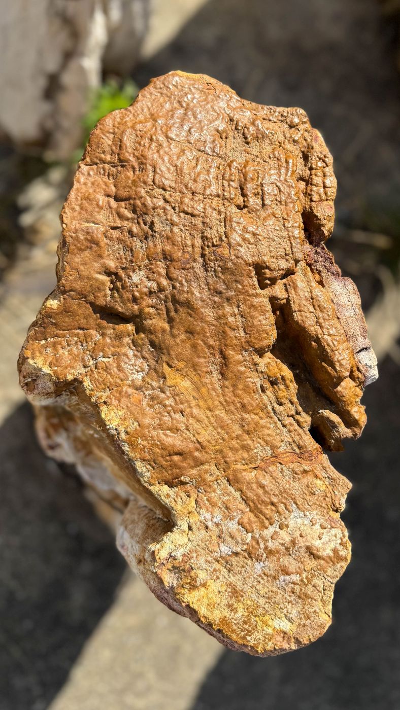 Grabstein aus versteinertem Holz 60222 - Bild 2