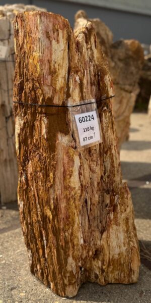 Grafsteen versteend hout 60224