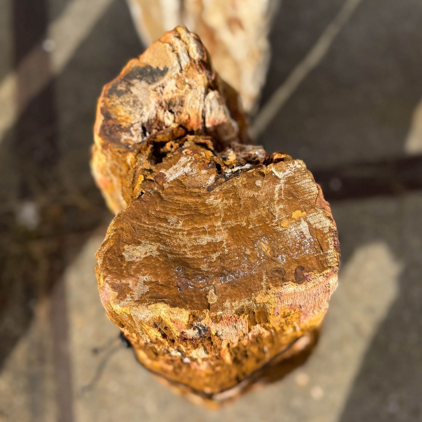 Grafsteen versteend hout 60224 - Afbeelding 2