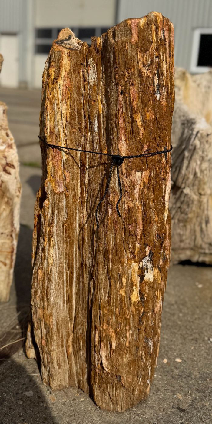 Grafsteen versteend hout 60224 - Afbeelding 3