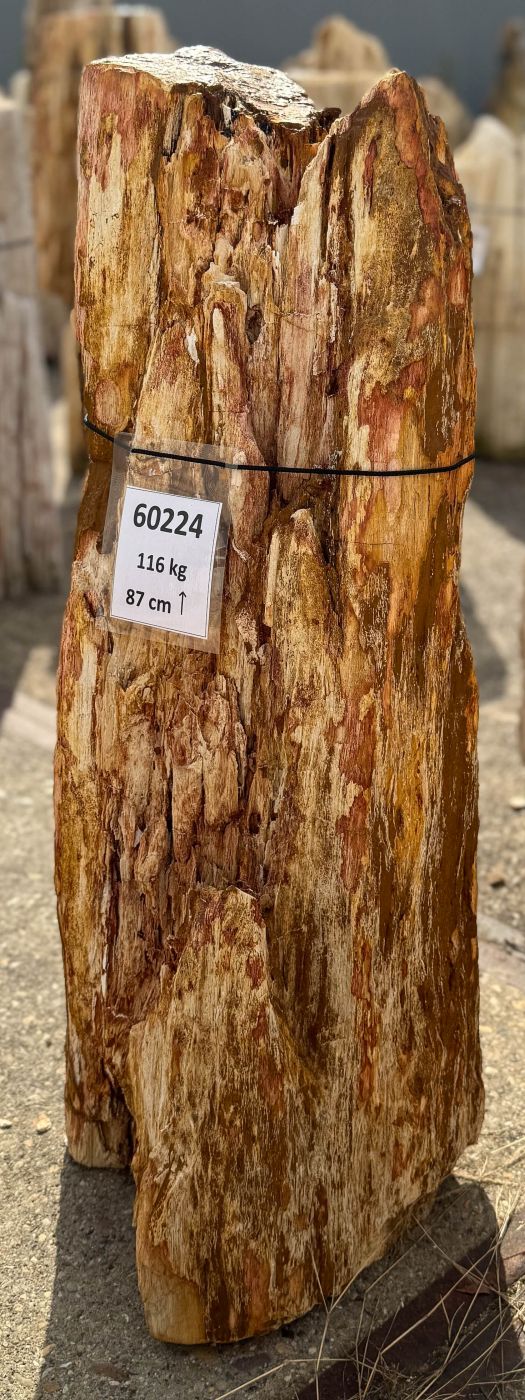 Grafsteen versteend hout 60224 - Afbeelding 4