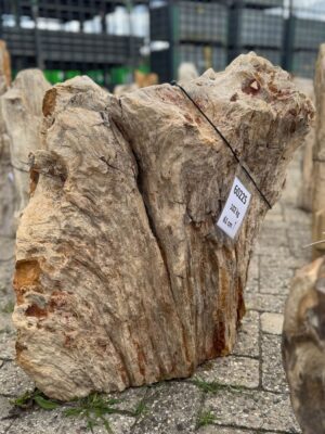 Grafsteen versteend hout 60225