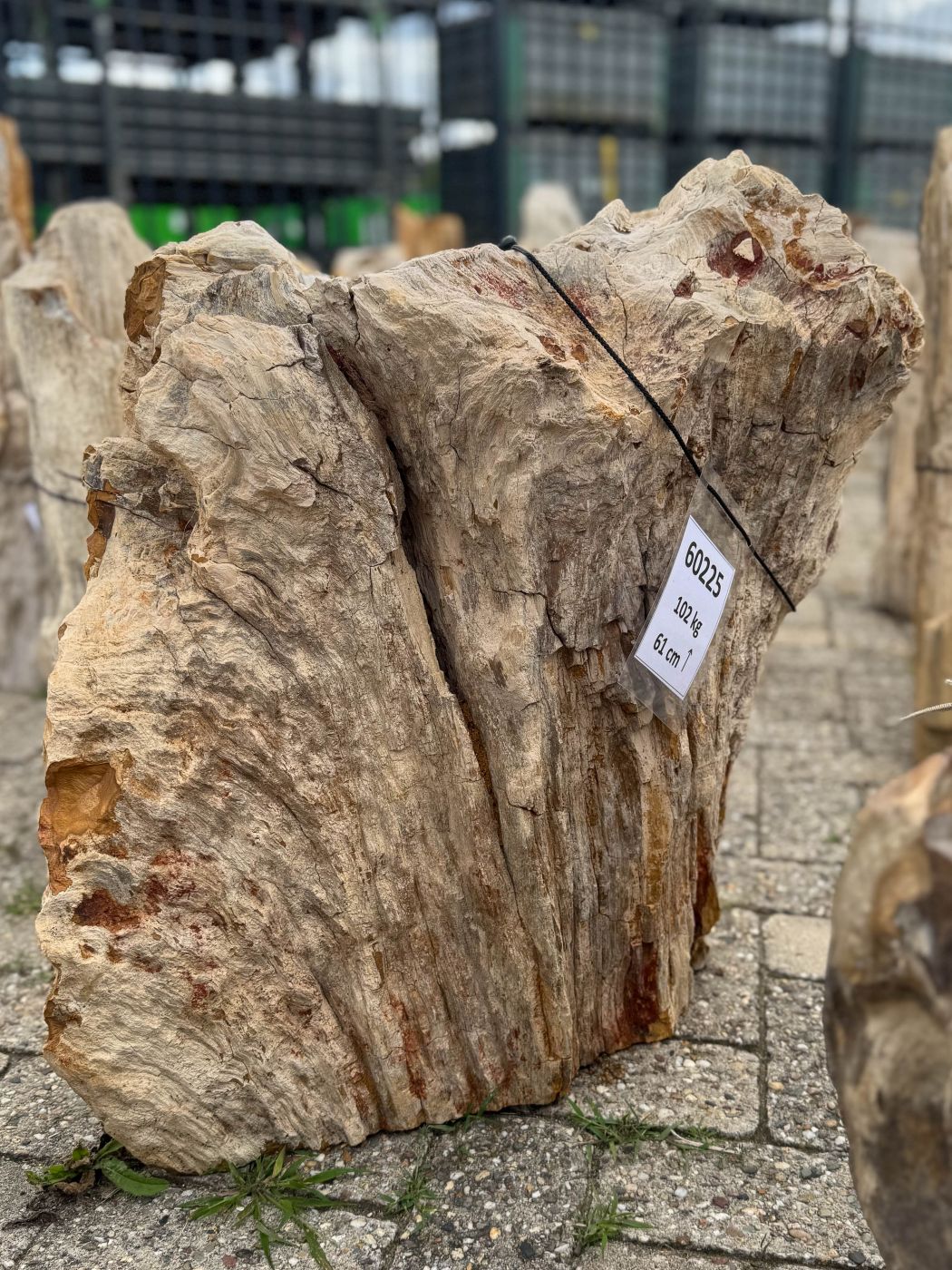 Grafsteen versteend hout 60225