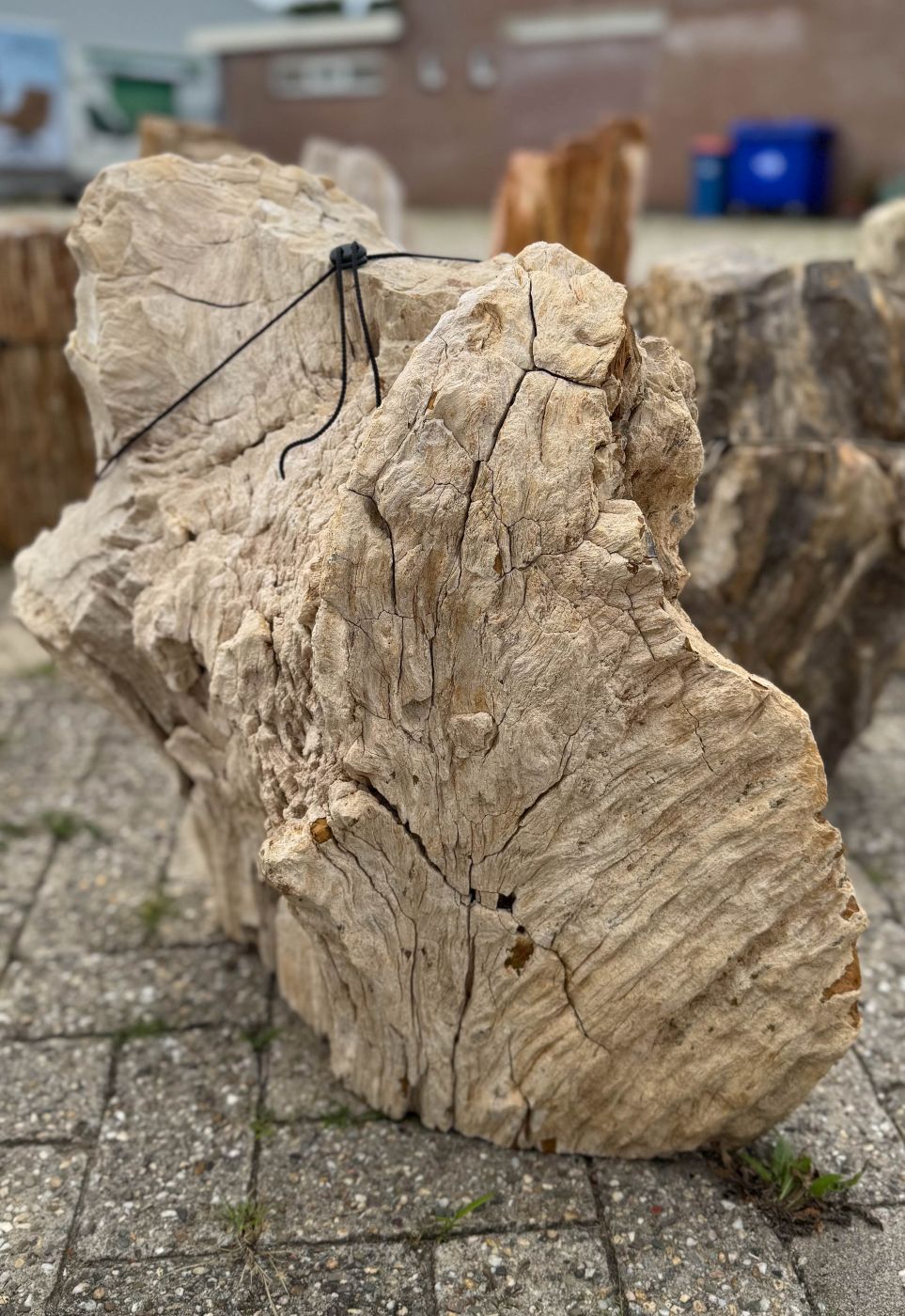 Grafsteen versteend hout 60225 - Afbeelding 3