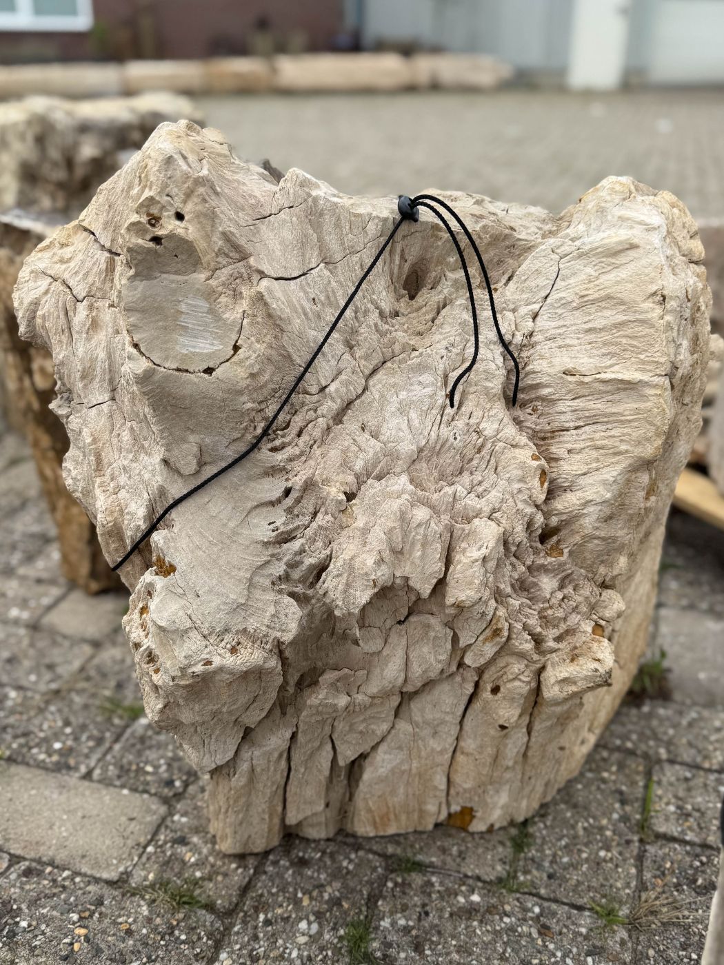 Grafsteen versteend hout 60225 - Afbeelding 4