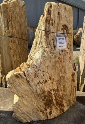 Grafsteen versteend hout 60226