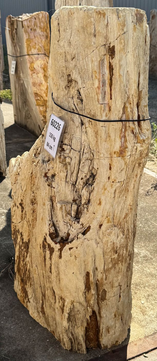 Grafsteen versteend hout 60226 - Afbeelding 2