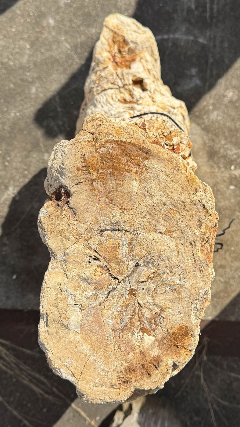 Grafsteen versteend hout 60226 - Afbeelding 3