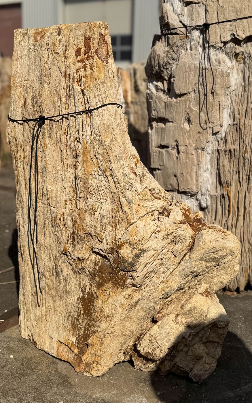 Grafsteen versteend hout 60226 - Afbeelding 4