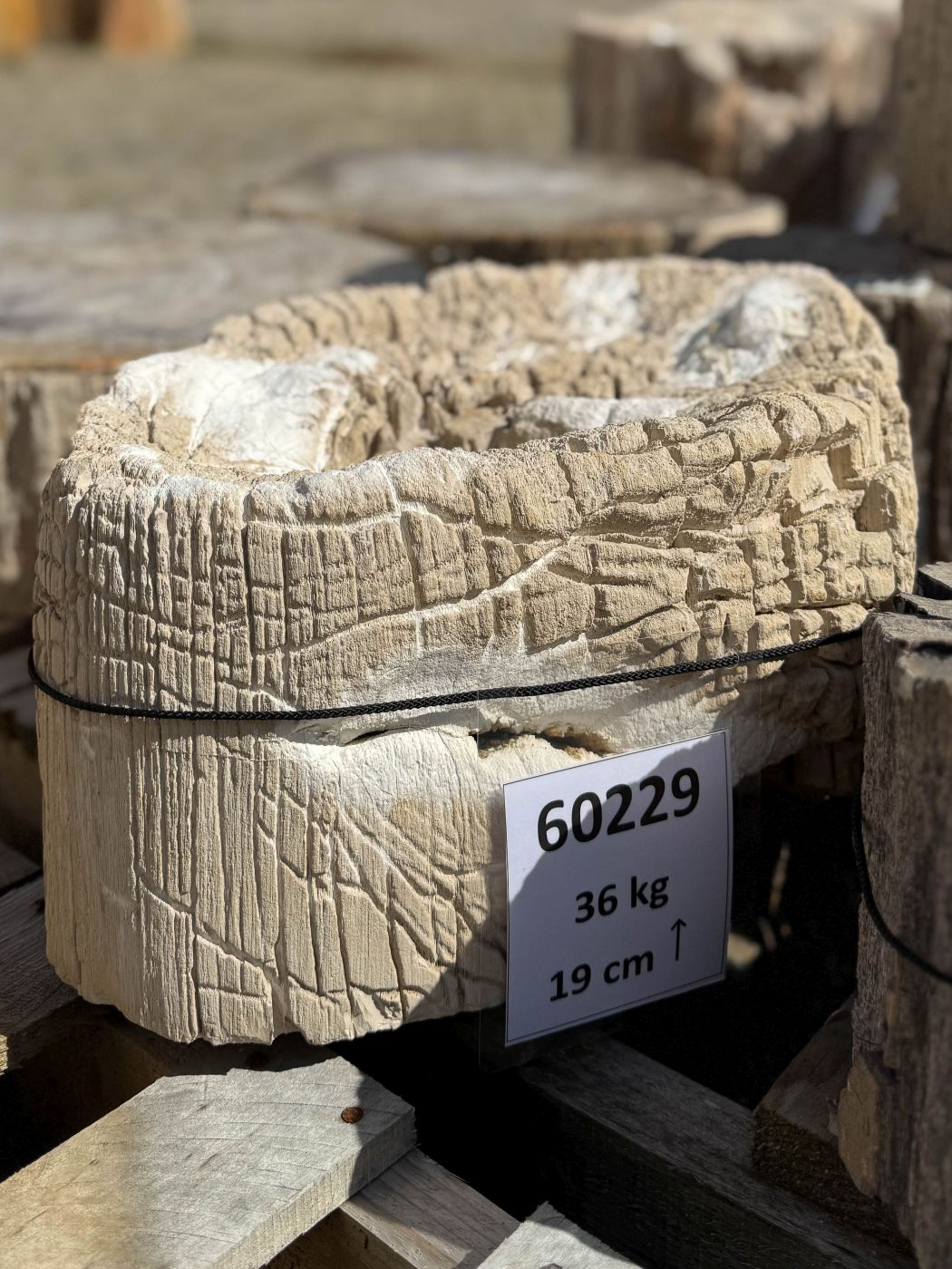 Grafsteen versteend hout 60229