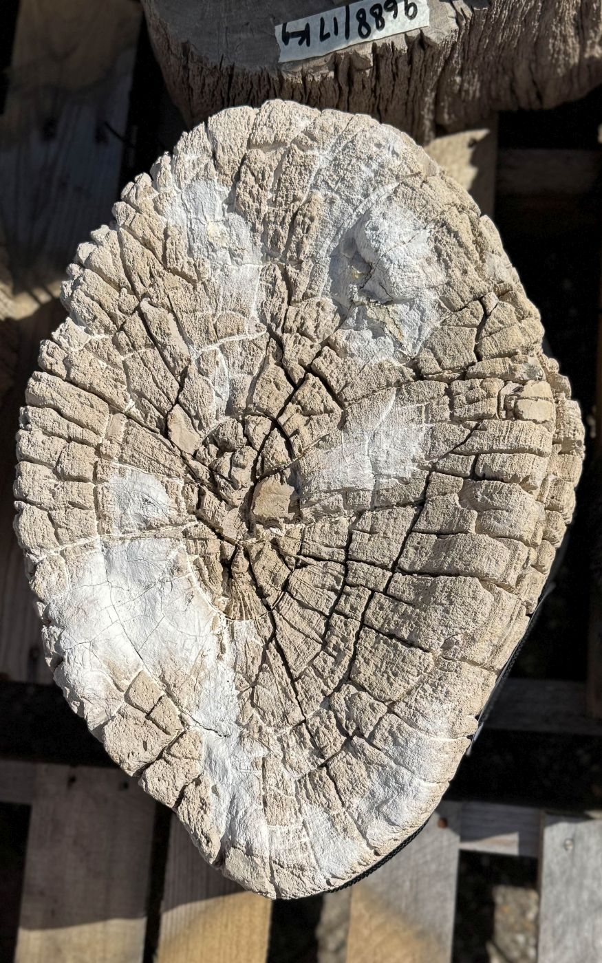 Grafsteen versteend hout 60229 - Afbeelding 2