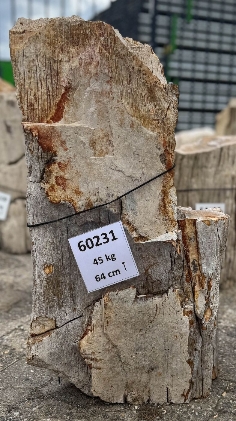 Grafsteen versteend hout 60231