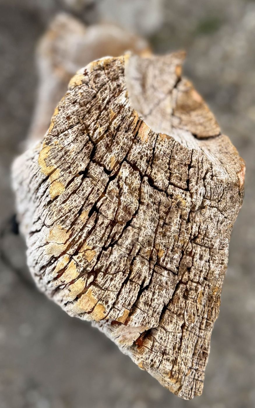 Grafsteen versteend hout 60231 - Afbeelding 2