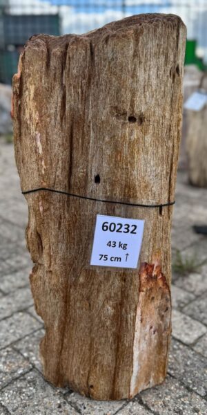 Grafsteen versteend hout 60232