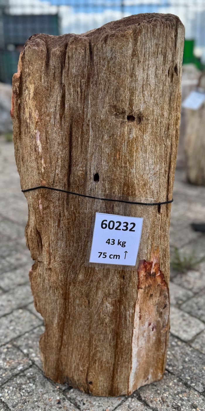 Grafsteen versteend hout 60232