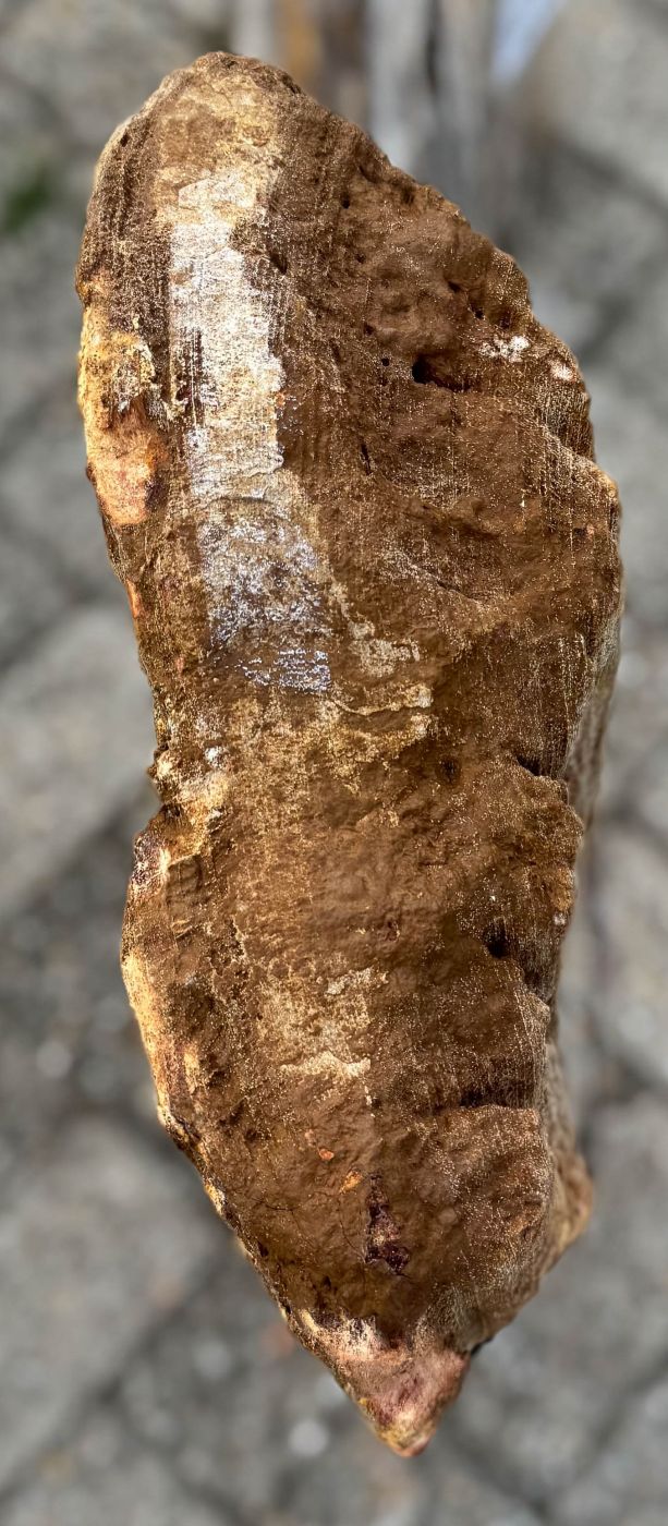 Grafsteen versteend hout 60232 - Afbeelding 2