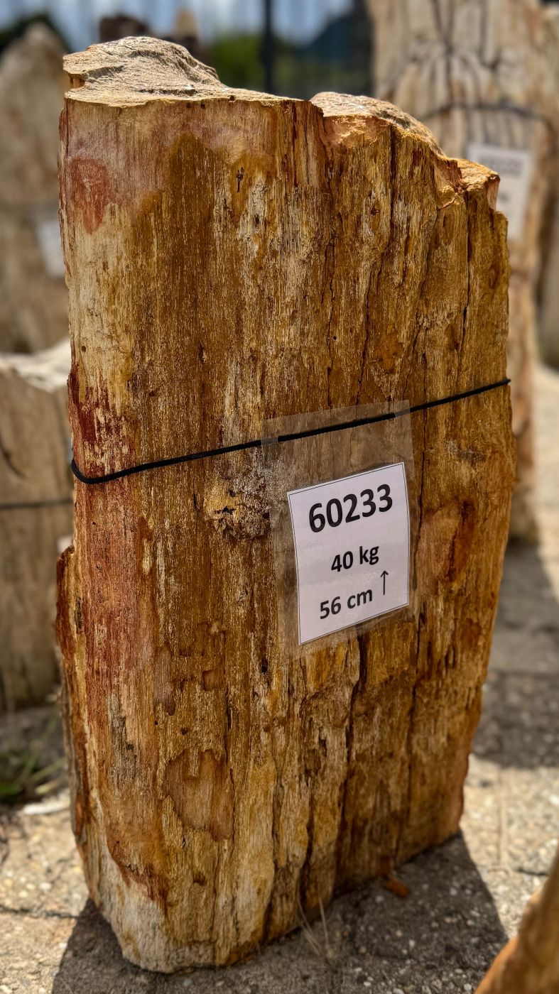 Grafsteen versteend hout 60233