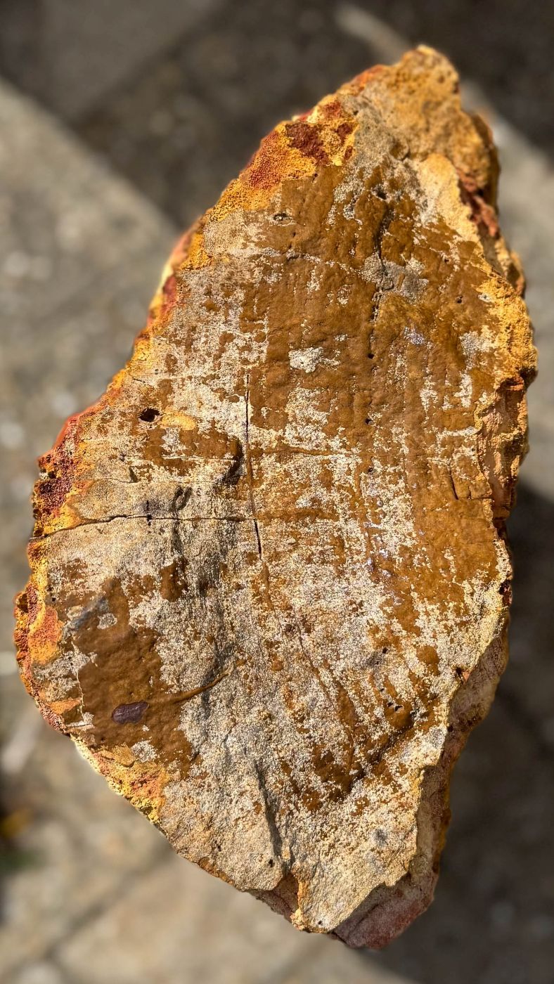 Grafsteen versteend hout 60233 - Afbeelding 2