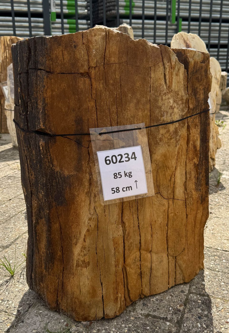 Grafsteen versteend hout 60234