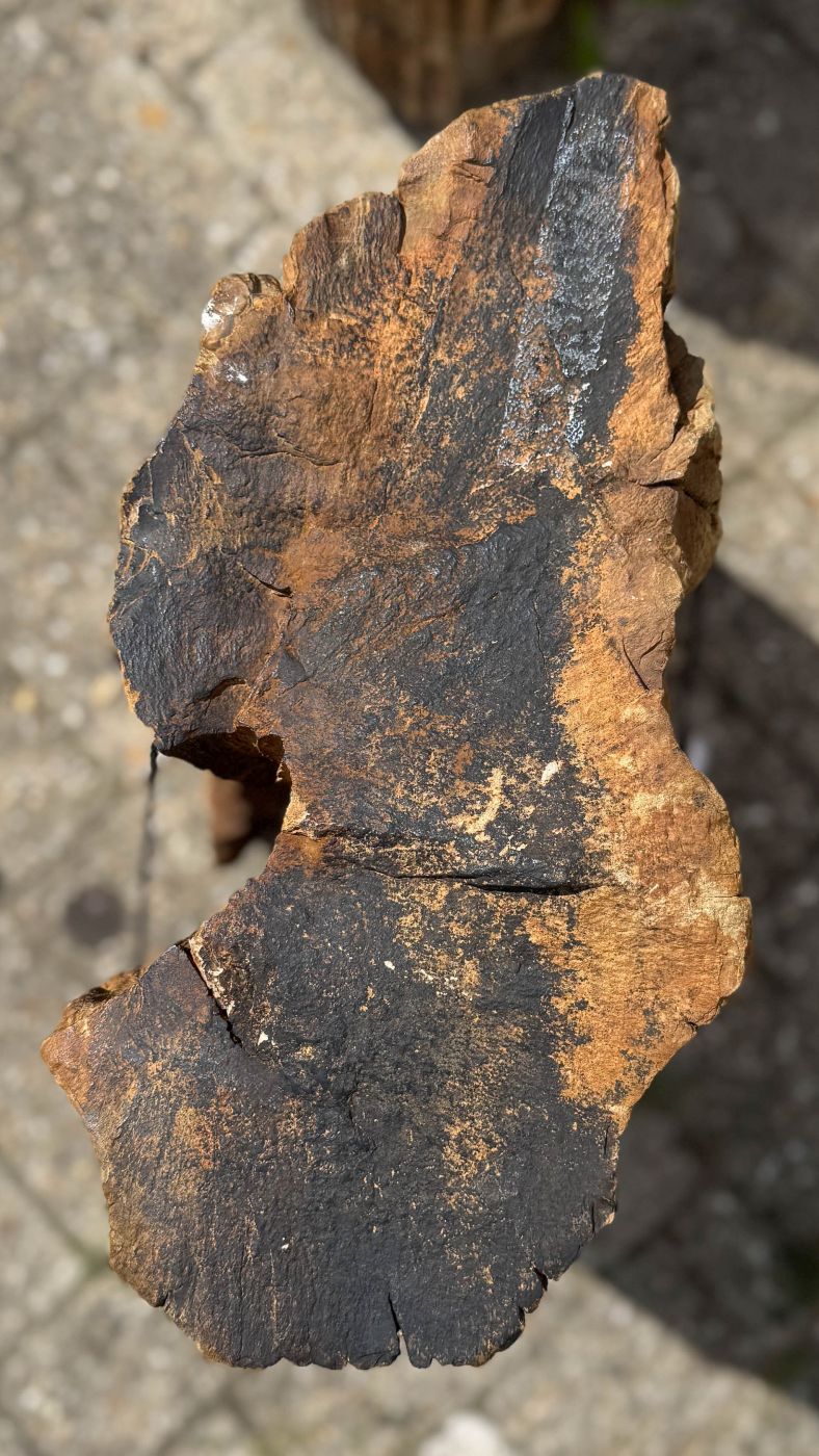 Grafsteen versteend hout 60234 - Afbeelding 2