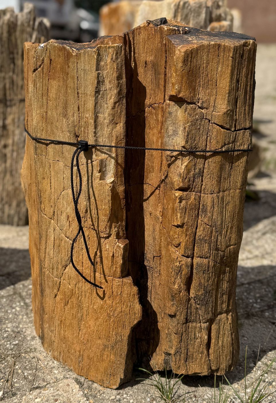 Grafsteen versteend hout 60234 - Afbeelding 3