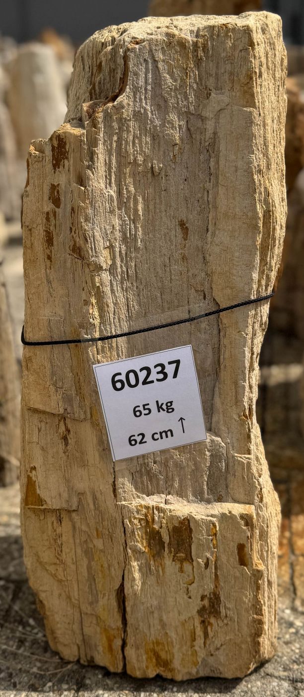 Grafsteen versteend hout 60237