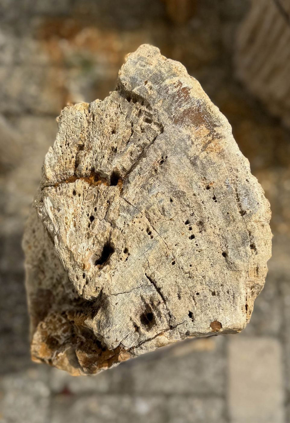 Grafsteen versteend hout 60237 - Afbeelding 2