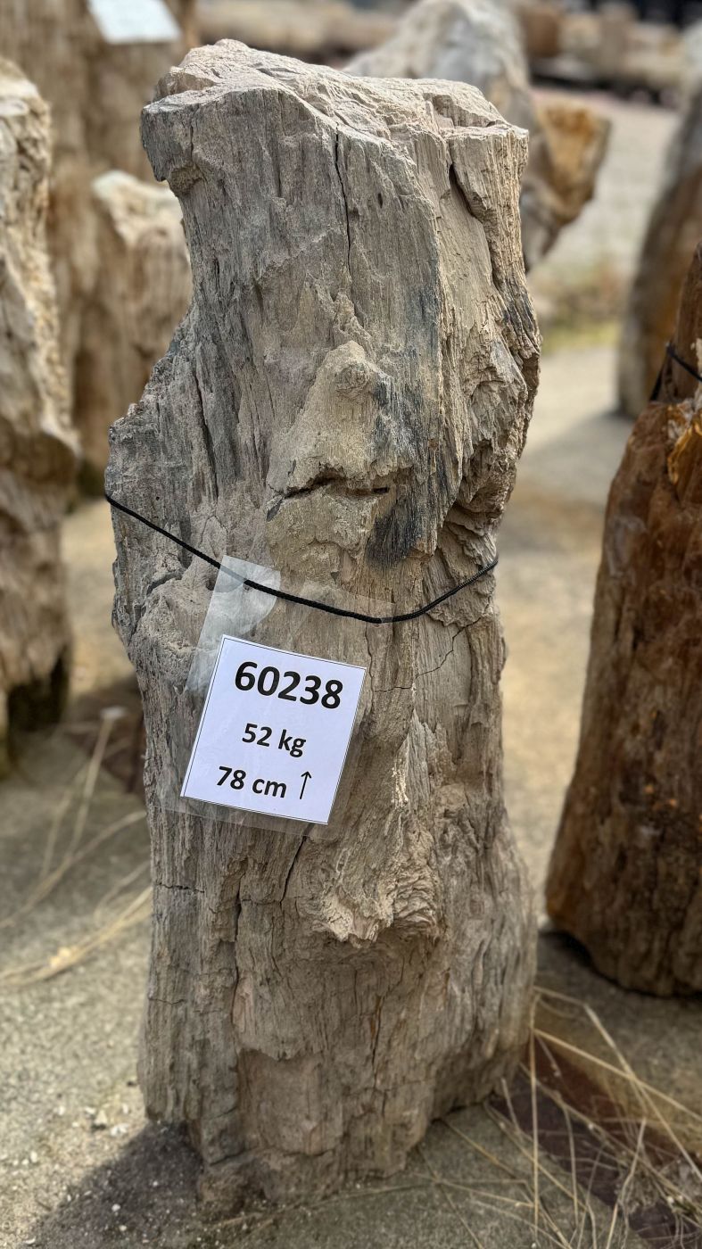 Grafsteen versteend hout 60238