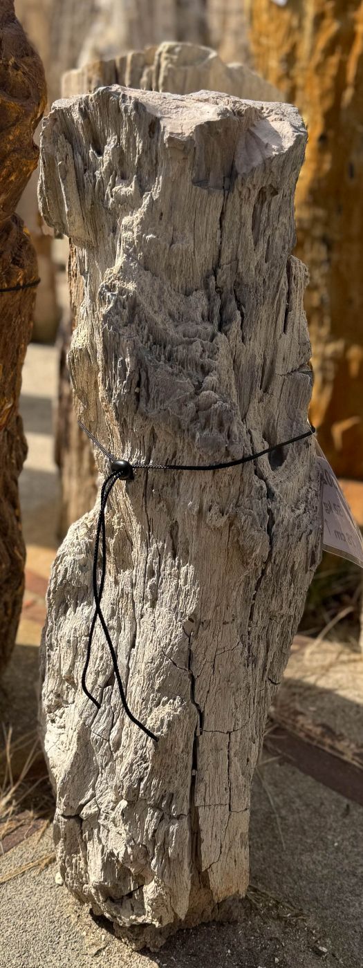 Grafsteen versteend hout 60238 - Afbeelding 2