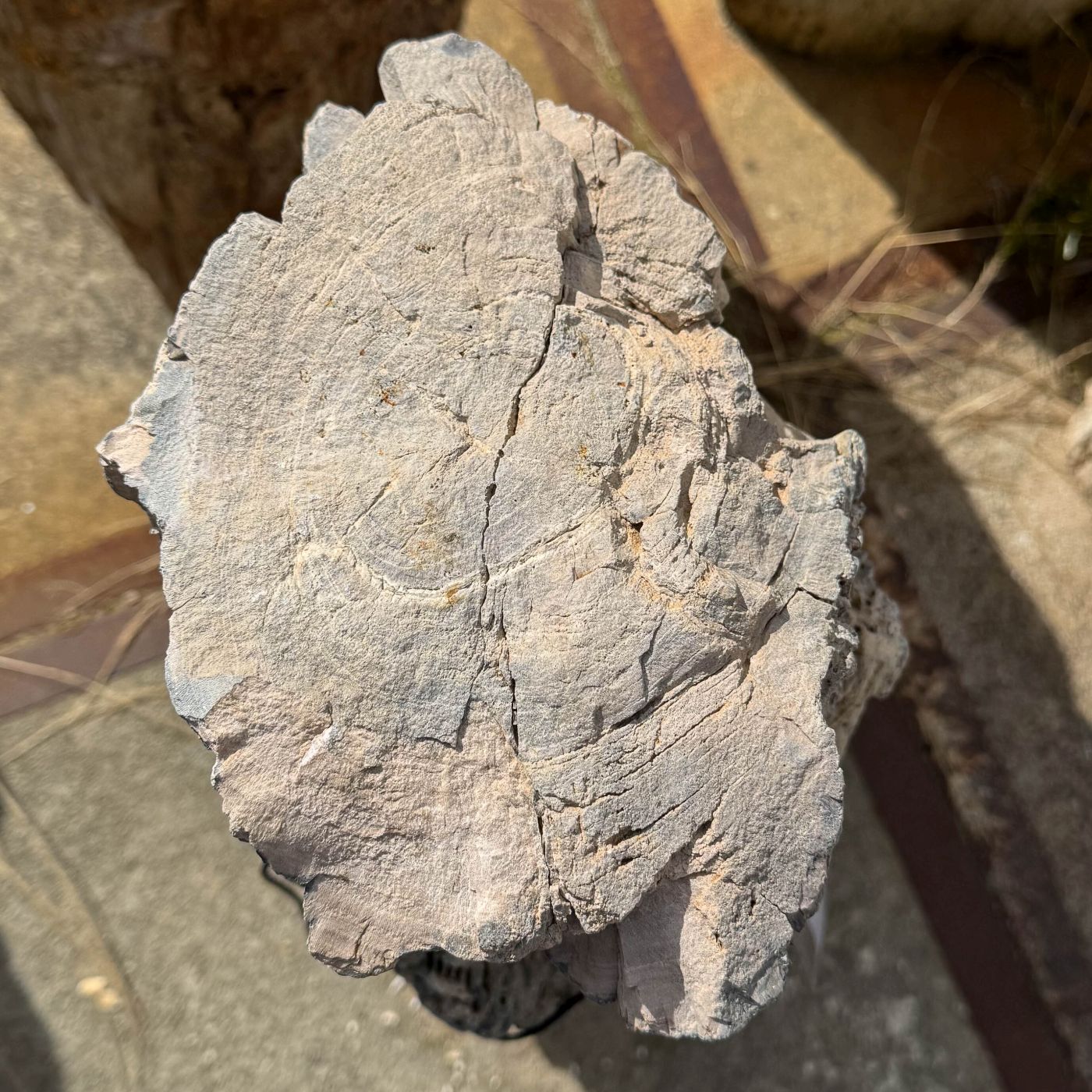 Grafsteen versteend hout 60238 - Afbeelding 3