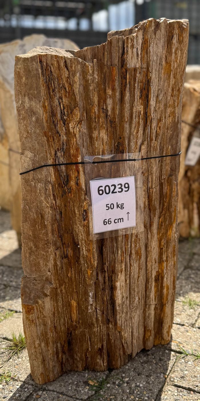 Grabstein versteinertes Holz 60239